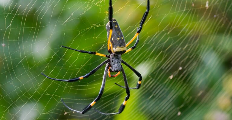 Webs Are Showing Up On Indiana Porches That Weren’t There Yesterday