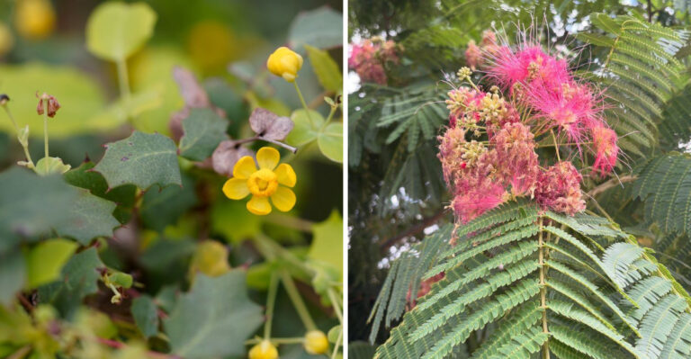 texas barberry and fragrant mimosa