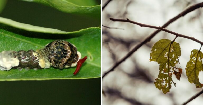 This Snake-Faced Visitor Crawling Through Alabama Citrus Trees Is Not What It Looks Like