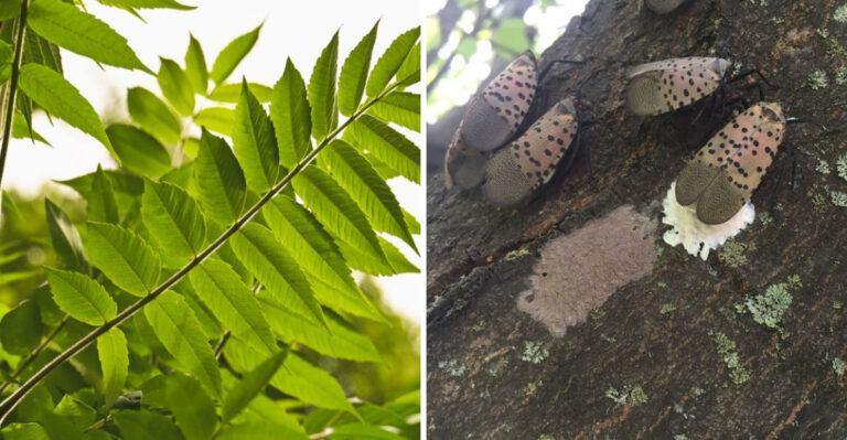 A Key Stretch Of Spotted Lanternfly Season Has Arrived In New Jersey (Here’s What To Do)