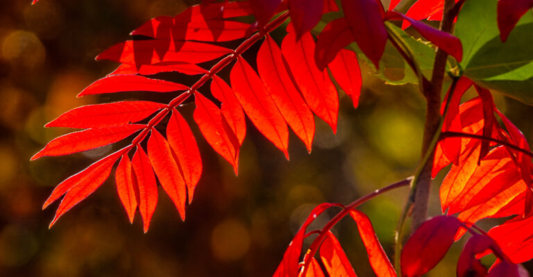 8 Reasons Sumac Shrubs Across Minnesota Are Turning Red Weeks Early