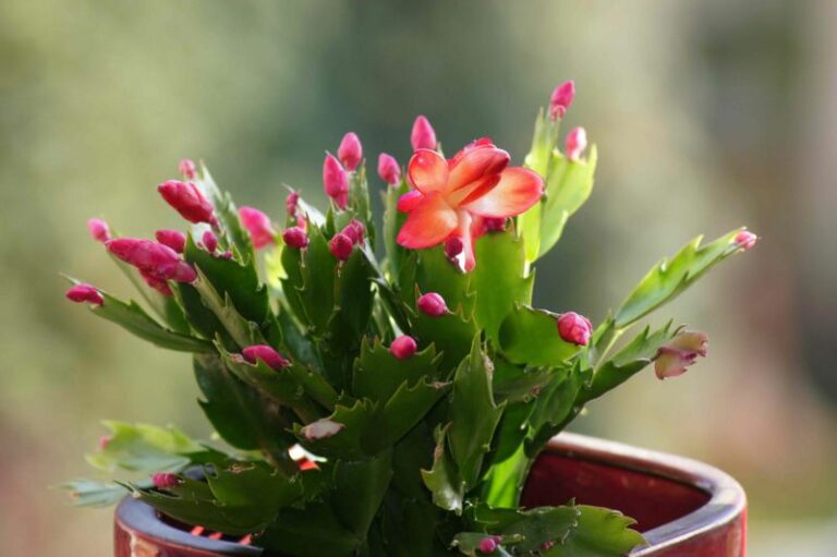 The Christmas Cactus Care Calendar Arizona Gardeners Follow Now For On-Time Holiday Blooms