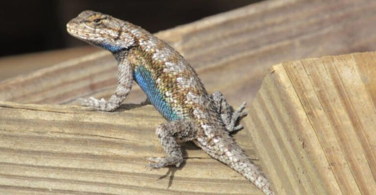 What It Means When Fence Lizards Vanish From Your California Yard