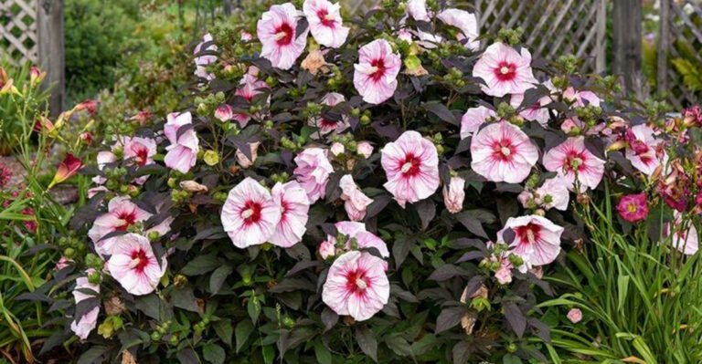 Why Georgia Gardeners Should Wait To Cut Back Hibiscus This Fall