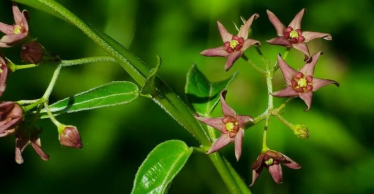 A Fast-Spreading Vine Is Crowding Out Milkweed Across New Jersey Yards