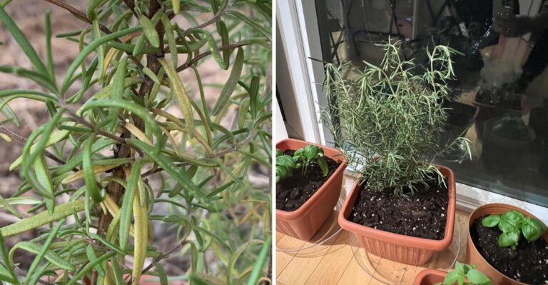 Why California Rosemary Roots Rot After The First Fall Rain