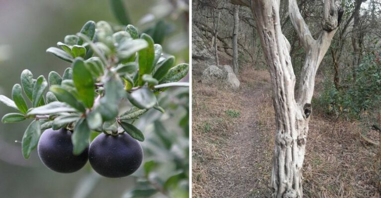 The Texas Native Tree Serious Homeowners Are Choosing This September That Big Box Stores Almost Never Stock
