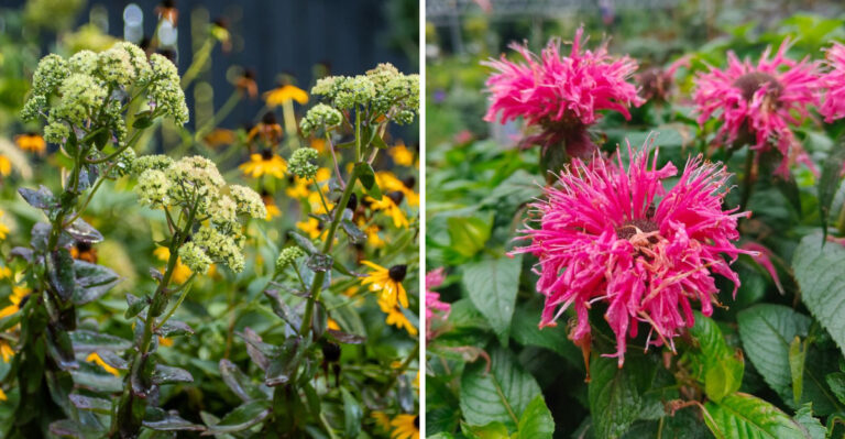 8 North Carolina Perennials To Divide In September