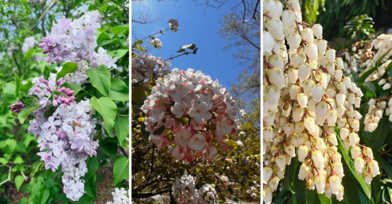 Connecticut Shrubs That Should Not Be Touched With Pruners Until Spring