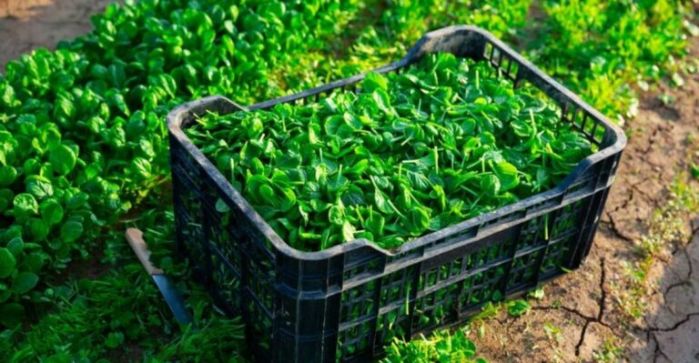 Why Mâche Is A Cool Weather Green More North Carolina Gardeners Should Be Growing