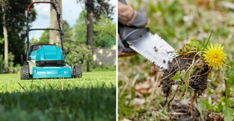 The Best Time To Act On Cool-Season Lawns In Illinois