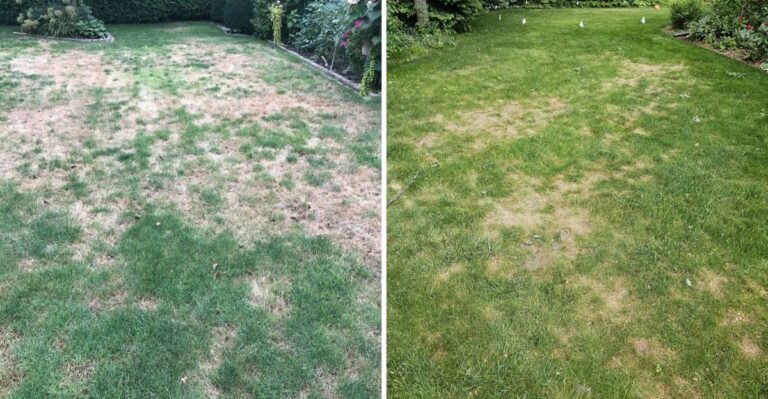 The Brown Patches Spreading Across Washington Lawns Come From Something Underneath