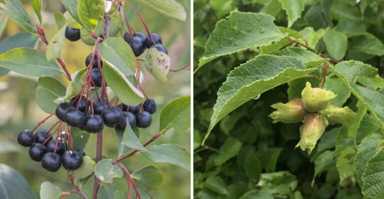 Edible Pennsylvania Shrubs Homeowners Are Planting Instead Of Boxwood