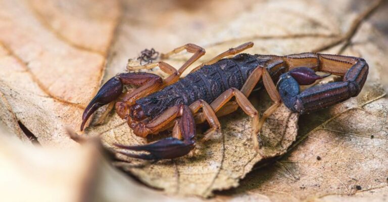 9 Reasons Scorpions Are Sneaking Into Alabama Houses This Season