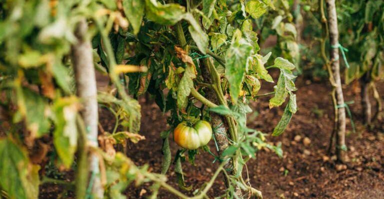 Plants That Actually Harm Your Texas Tomatoes When Planted Nearby