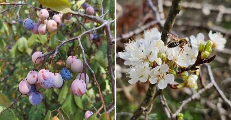 The Forgotten Texas Fruit Tree More Backyard Gardeners Are Planting