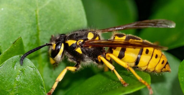 Why Yellowjacket Swarms Are Getting Worse In Florida Yards And What Gardeners Can Do