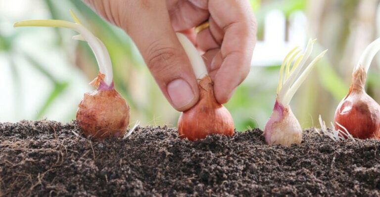 What To Sow In Ohio Garden Beds After This Fall’s Cleanup
