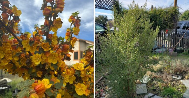 The California Shrubs That Can Give Your Yard Color After Summer Flowers Fade