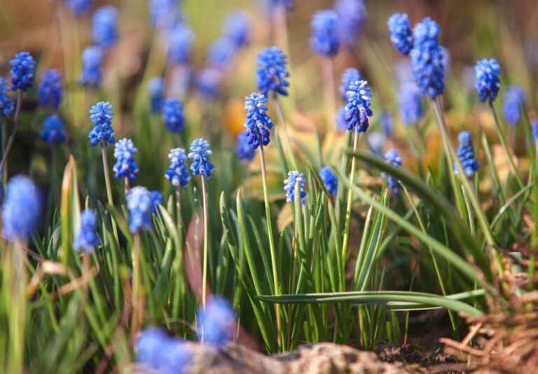 9 Flowering Bulbs You Can Force in Water on a Wisconsin Sill for Winter Blooms