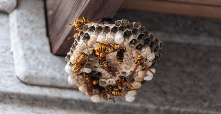 What It Means For Homeowners As Paper Wasp Nests Swell Across New Jersey