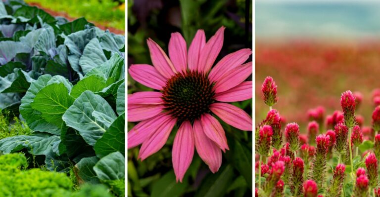 What To Plant In Your Virginia Yard Right Now Before The Fall Window Closes