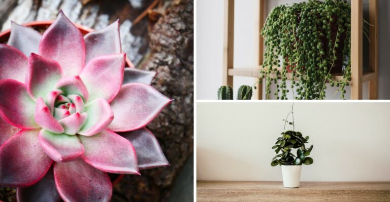12 Houseplants That Need Less Water As Days Get Shorter Through Fall And Winter
