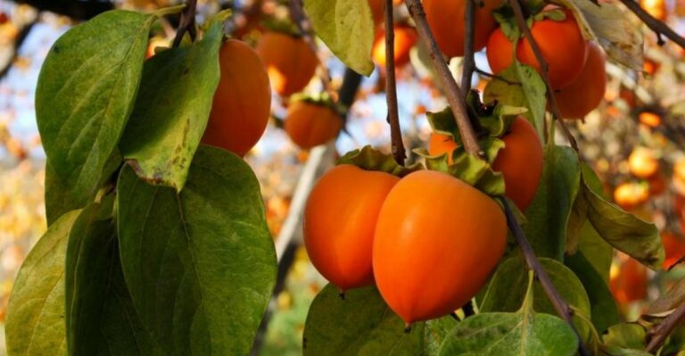 The Small Orange Fruit On Missouri Trees That Tastes Bitter Until It Fully Softens