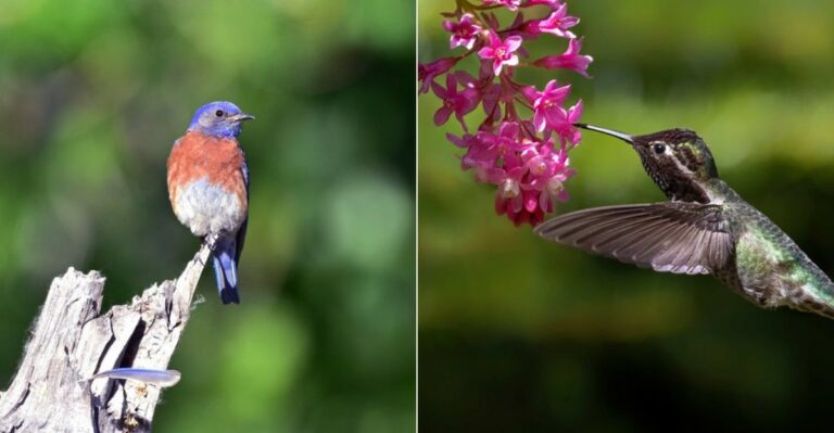 If These Birds Visit Your California Garden, You’re Doing Everything Right