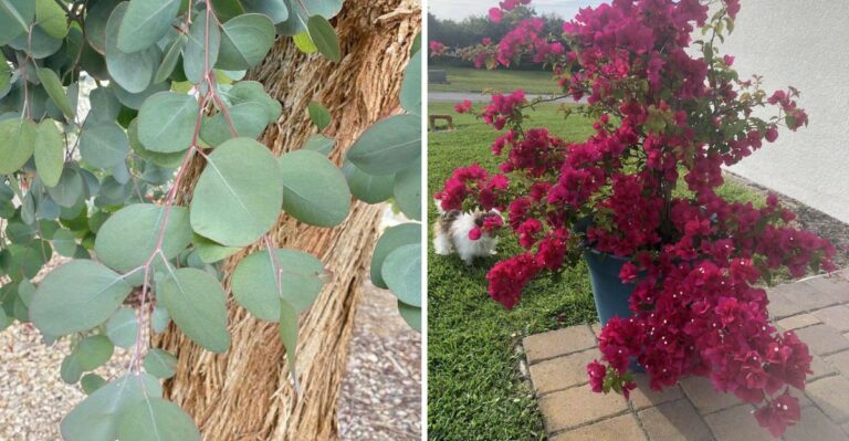 The Plants California Fire Officials Want Gone Before Fall Winds Return