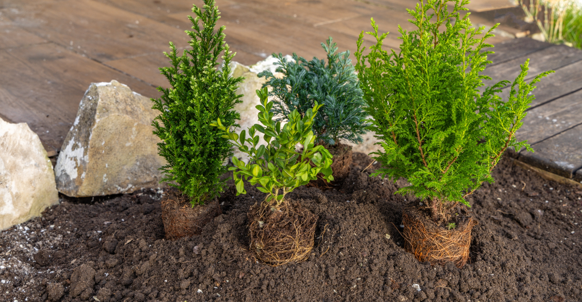 shrub planting