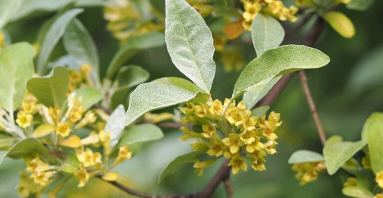 The Invasive Shrub Georgia Gardeners Should Remove Before It Crowds Out Natives