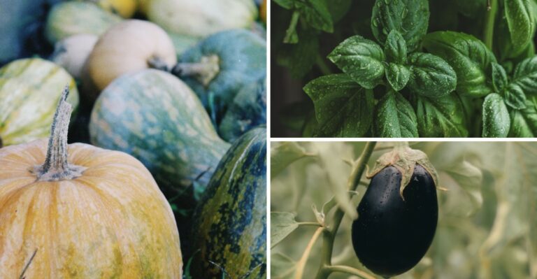 Iowa Gardeners Are Racing To Pull In These Tender Crops Before The State’s First Frost Arrives