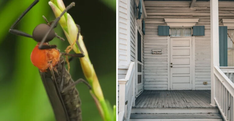These Bugs Are Swarming Louisiana Yards Again As Their September Flying Season Begins