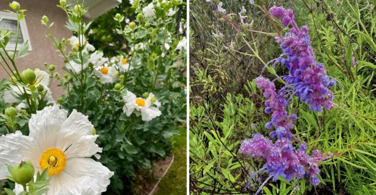 8 California Shrubs To Plant Now For A Fuller Spring Garden
