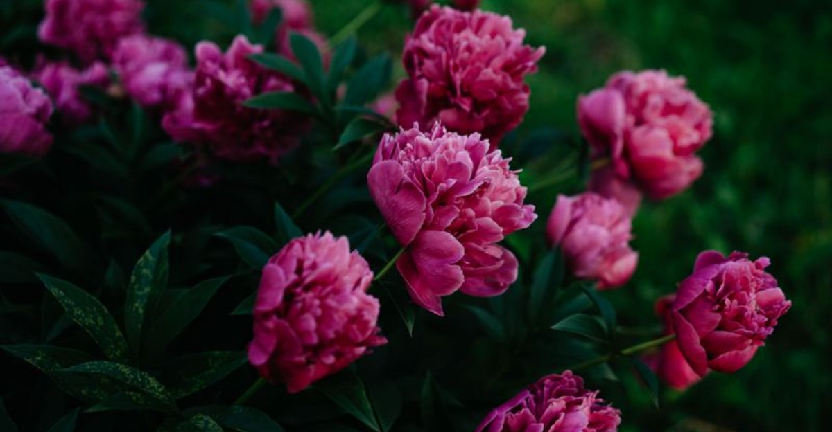 dark pink peonies in full bloom