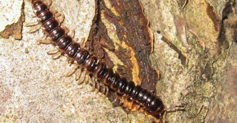 Hundreds Of Millipedes Moving Out Of Your Ohio Mulch? Fall Weather May Be The Reason