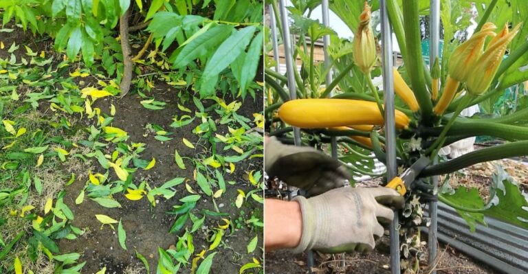 The Tasks Oregon Gardeners Should Finish Before This Weekend’s Rain Returns