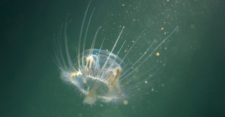 What It Means As Freshwater Jellyfish Quietly Appear In Minnesota Lakes