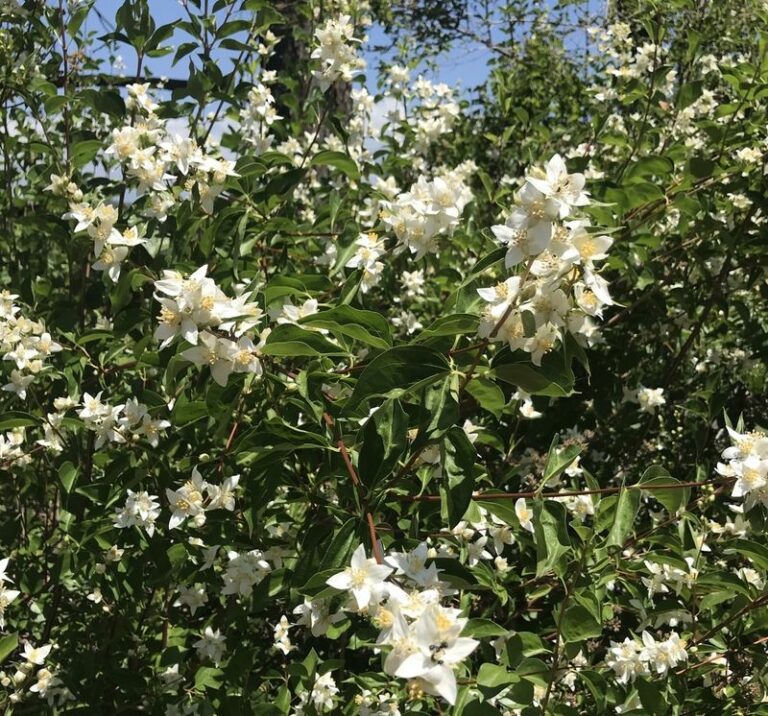 9 Fast-Growing Oregon Native Shrubs That Give Yards Instant Privacy