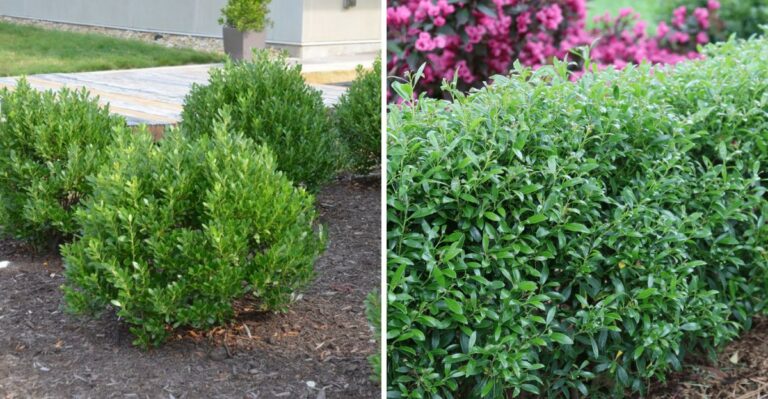 The Virginia Native Evergreen That Looks Like Boxwood Without The Headaches
