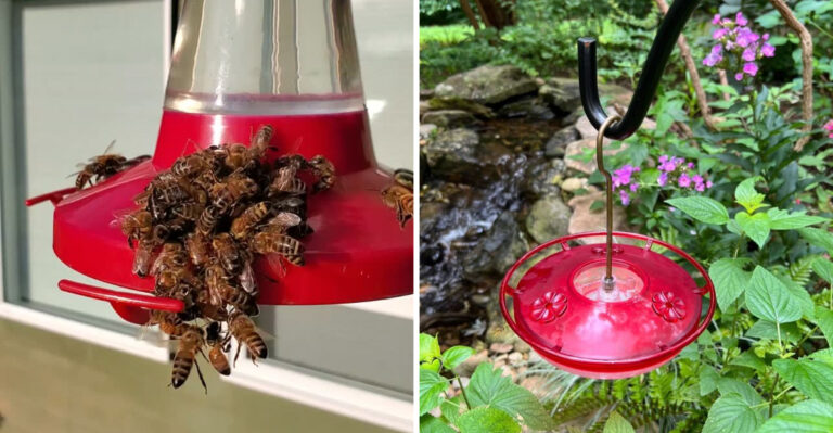 10 Places You Should Never Hang A Hummingbird Feeder In Michigan