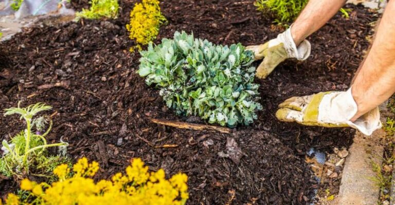 Why Michigan Soil Pulls New Perennials Up In Winter And The Fall Fix That Prevents It