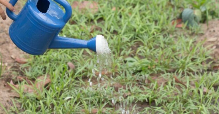 How Often To Water New Grass Seed In Ohio Once Nights Drop Into The 40s