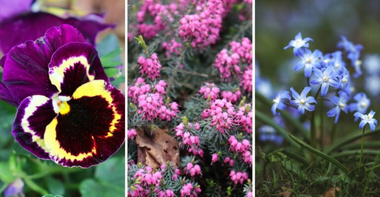 Plant These 10 Flowers In Fall And Enjoy Color Before Winter Even Ends