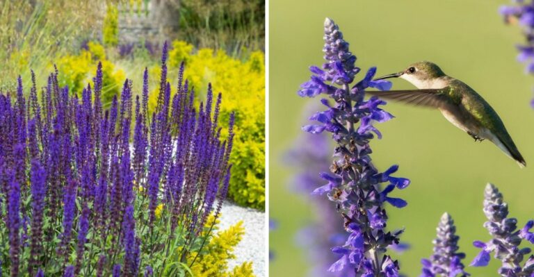 Why Texans Should Plant Fall Salvia Along Their Fence For Pollinators