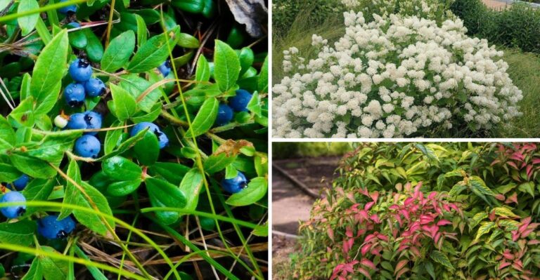 8 Native New York Shrubs Gardeners Plant This Fall To Cut Next Year’s Water Bill In Half
