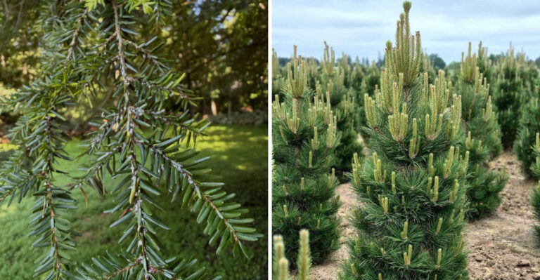 Canadian hemlock and pitch pine
