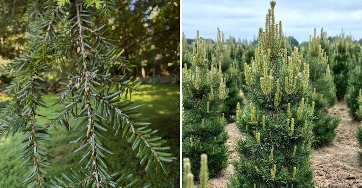 Canadian hemlock and pitch pine