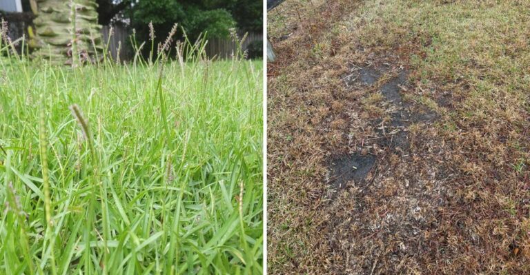 This Popular Alabama Grass Is Declining Because Homeowners Are Over-Fertilizing It
